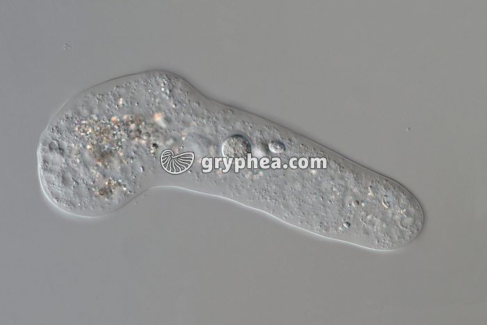 Amibe en mouvement (Amoeba proteus) x100 - gryphea.org